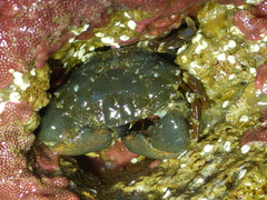 Lophopanopeus leucomanus