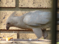 Corythaixoides concolor bechuanae