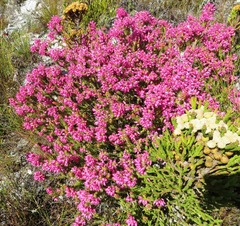 Brunia latebracteata