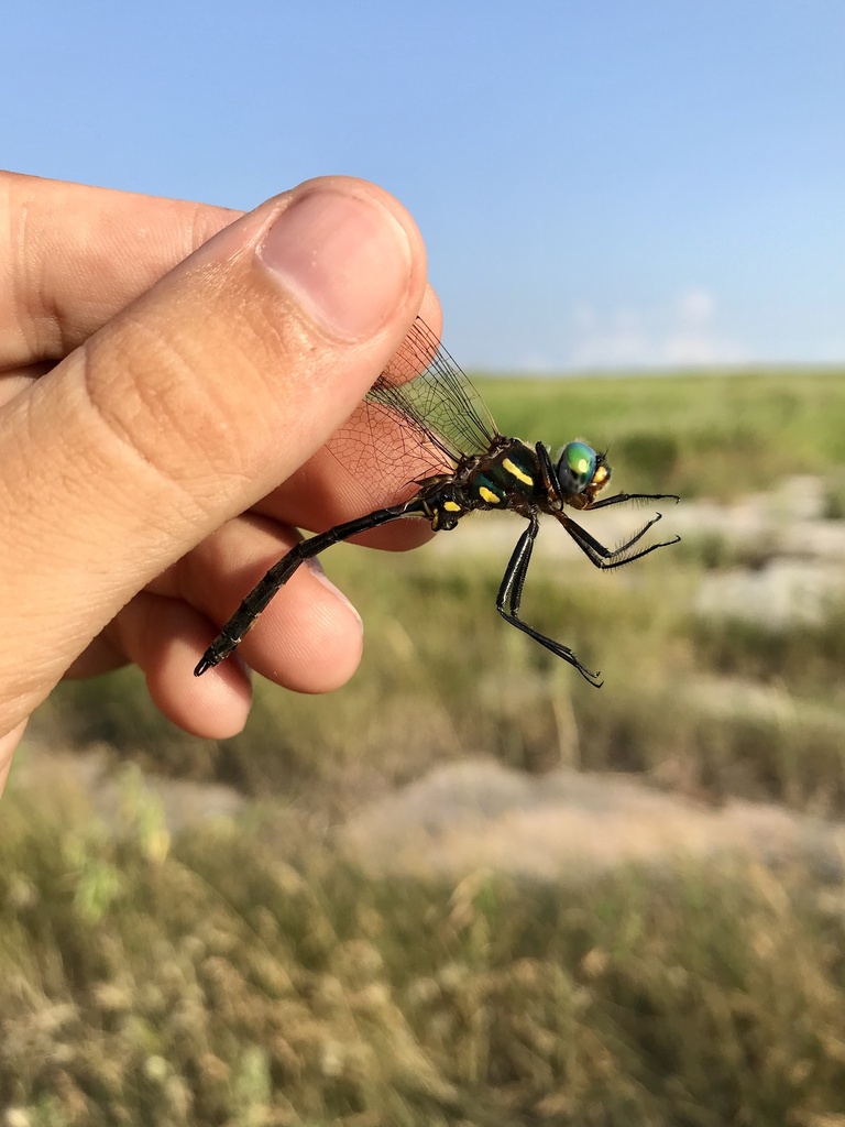 Plains Emerald