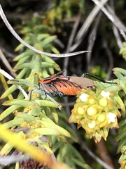 Spilostethus crudelis