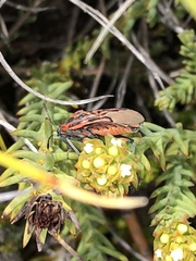 Spilostethus crudelis