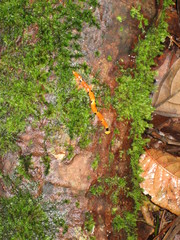 Diversibipalium everetti