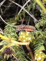 Spilostethus crudelis