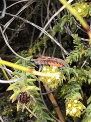 Spilostethus crudelis
