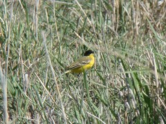 Motacilla flava feldegg