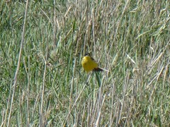 Motacilla flava feldegg