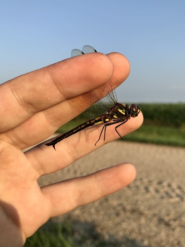 Plains Emerald photo 2