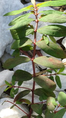 Euphorbia hyssopifolia