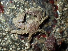 Porcellana platycheles