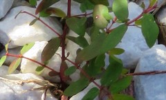 Euphorbia hyssopifolia