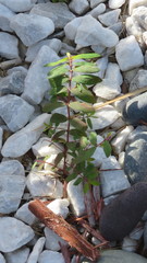 Euphorbia hyssopifolia