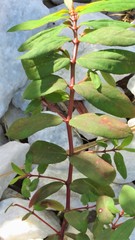 Euphorbia hyssopifolia