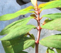 Euphorbia hyssopifolia