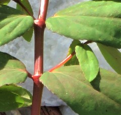 Euphorbia hyssopifolia