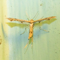 Lantanophaga pusillidactylus