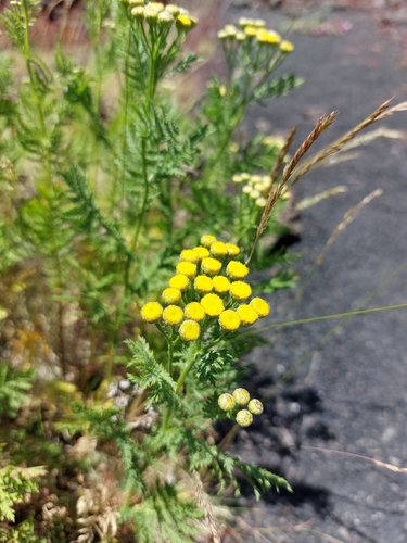 Image of Tanacetum siculum by (c) Leonardo Rapisarda, some rights reserved (CC BY)