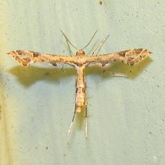 Lantanophaga pusillidactylus