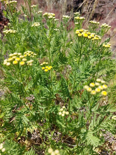 Image of Tanacetum siculum by (c) Leonardo Rapisarda, some rights reserved (CC BY)
