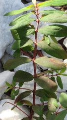 Euphorbia hyssopifolia