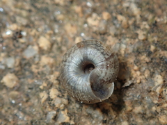 Xerotricha conspurcata