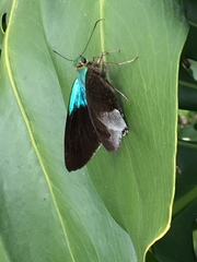 Astraptes