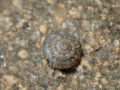 Xerotricha conspurcata