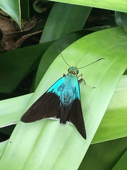 Astraptes
