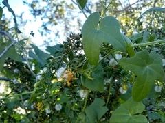 Sicyoeae