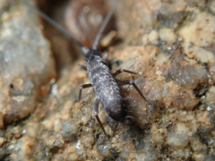Pogonognathellus longicornis