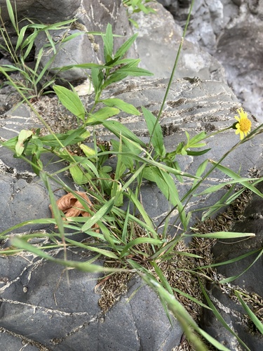 Image of Arnica lanceolata by (c) Aaron Liston, some rights reserved (CC BY)