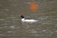 Mergus merganser