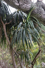 Pleomele aurea