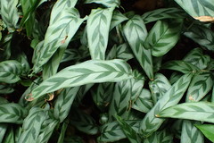 Calathea Bachemiana (Goeppertia bachemiana)