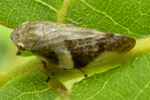 Alder Spittlebug photo 6