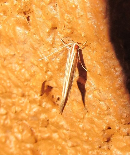 Cosmopterigidae