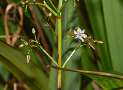 Dianella sandwicensis