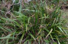 Dianella sandwicensis
