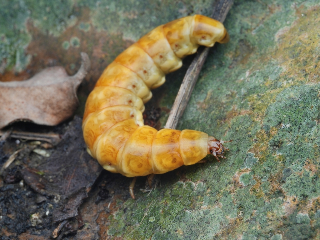 Asian Glowworms