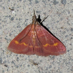 Pyrausta pseuderosnealis