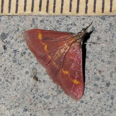 Pyrausta pseuderosnealis