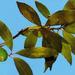 Endlicheria paniculata - Photo (c) Tines, μερικά δικαιώματα διατηρούνται (CC BY-SA)