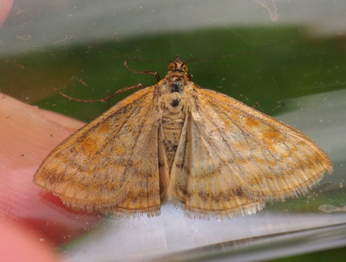 Sitochroa verticalis