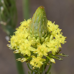 Bulbine narcissifolia