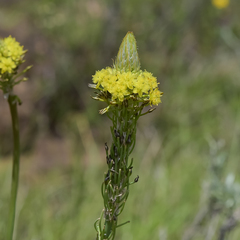Bulbine narcissifolia