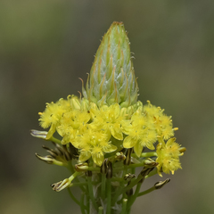 Bulbine narcissifolia