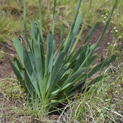 Bulbine narcissifolia