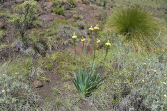 Bulbine narcissifolia