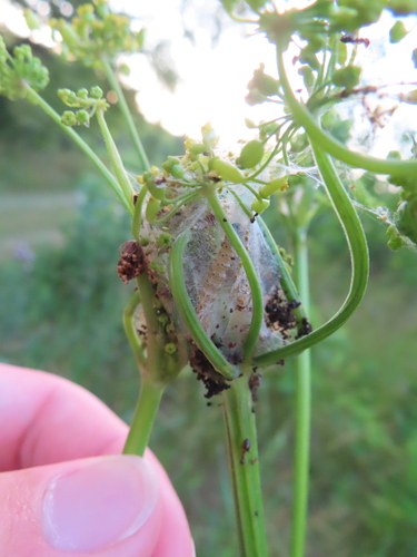 Parsnip Webworm photo 5