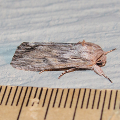 Spodoptera albula
